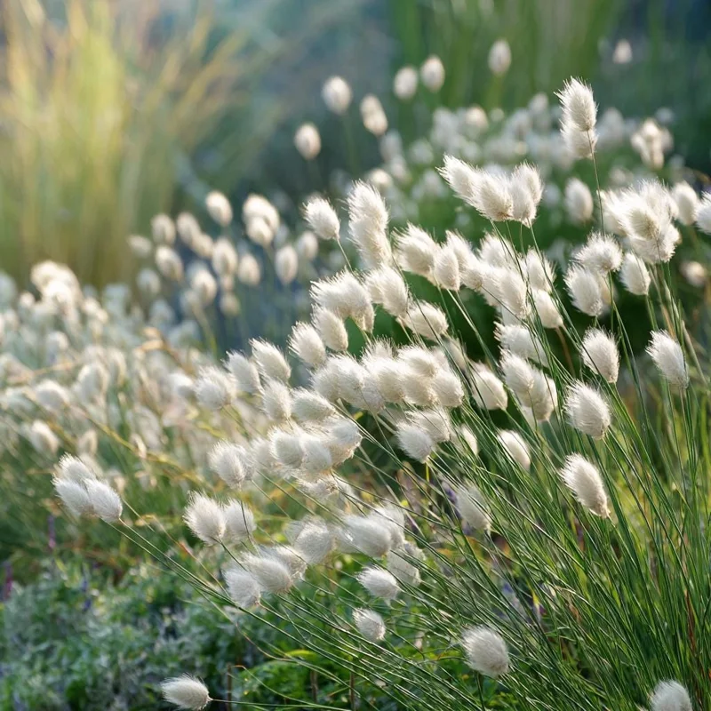 Bunny Tails Grass Seeds - Heirloom Ornamental Ornamental Grass, 50 Seeds, Outdoor - Image 3