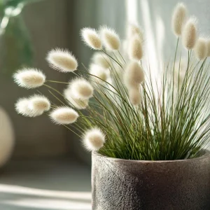 Bunny Tails Grass Seeds - Heirloom Ornamental Ornamental Grass, 50 Seeds, Outdoor - Image 4