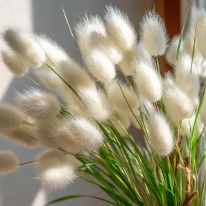 Bunny Tails Grass Seeds - Heirloom Ornamental Ornamental Grass, 50 Seeds, Outdoor - Image 6