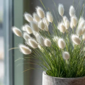Bunny Tails Grass Seeds - Heirloom Ornamental Ornamental Grass, 50 Seeds, Outdoor - Image 1