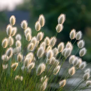 Bunny Tails Grass Seeds - Heirloom Ornamental Ornamental Grass, 50 Seeds, Outdoor - Image 8