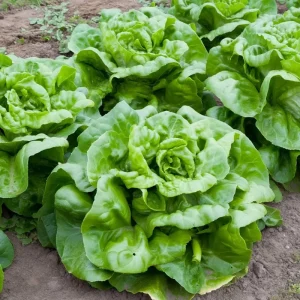 Butterhead Lettuce Seeds – Heirloom Garden Greens – 500 Seeds – Easy Grow - Image 2