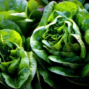 Butterhead Lettuce Seeds – Heirloom Garden Greens – 500 Seeds – Easy Grow - Image 3