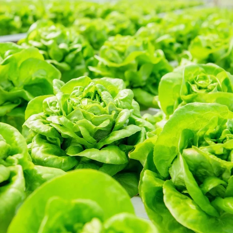 Butterhead Lettuce Seeds – Heirloom Garden Greens – 500 Seeds – Easy Grow - Image 4