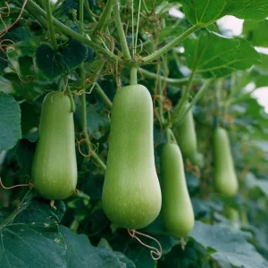 Calabash Gourd Seeds - 15 Fast-Growing Edible Lauki Opo Bottle Gourd Seeds - Image 2