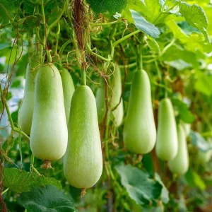 Calabash Gourd Seeds - 15 Fast-Growing Edible Lauki Opo Bottle Gourd Seeds - Image 3