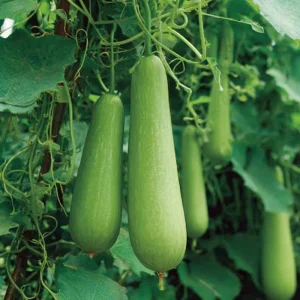 Calabash Gourd Seeds - 15 Fast-Growing Edible Lauki Opo Bottle Gourd Seeds - Image 1