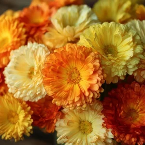 Calendula Pacific Beauty Mix Seeds - Heirloom Pot Marigold, 50+ Seeds - Image 3