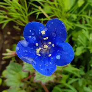 California Bluebell Seeds – Phacelia campanularia Wildflower, 500 Seeds, Annual, Pollinator Friendly - Image 2