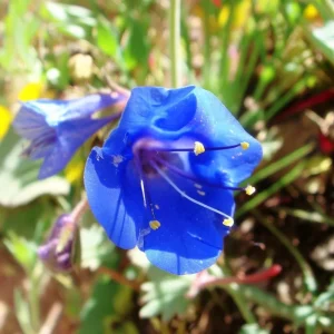 California Bluebell Seeds – Phacelia campanularia Wildflower, 500 Seeds, Annual, Pollinator Friendly - Image 3