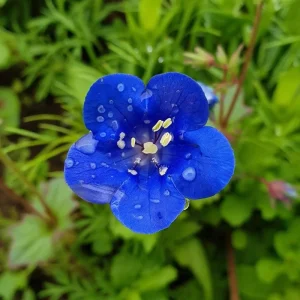 California Bluebell Seeds – Phacelia campanularia Wildflower, 500 Seeds, Annual, Pollinator Friendly - Image 4