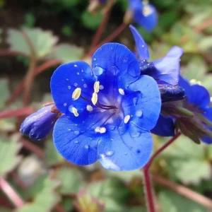 California Bluebell Seeds – Phacelia campanularia Wildflower, 500 Seeds, Annual, Pollinator Friendly - Image 5