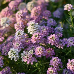 Candytuft Mixed Color Seeds - 200 Heirloom Iberis umbellata Flower Seeds for Gardens - Image 5