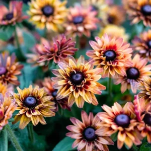 Caramel Rudbeckia Seeds - 25 Pack - Golden-Bronze Perennial Flower Seeds - Image 2