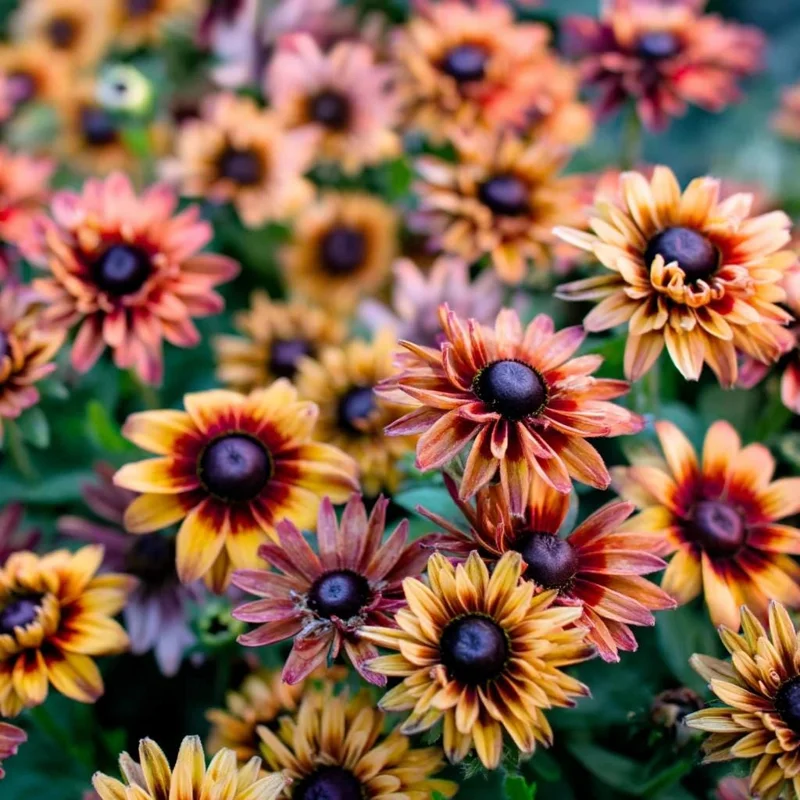 Caramel Rudbeckia Seeds - 25 Pack - Golden-Bronze Perennial Flower Seeds - Image 3