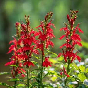 Cardinal Flower Lobelia Seeds (250 Seeds) - Heirloom Lobelia cardinalis for Pollinator Gardens - Image 4