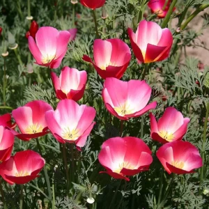 Carmine King California Poppy Seeds - Red Wildflower - 250 Count - Image 2