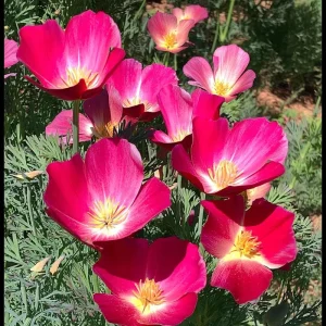 Carmine King California Poppy Seeds - Red Wildflower - 250 Count - Image 3