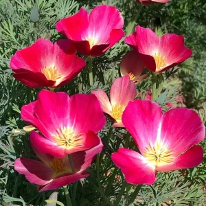 Carmine King California Poppy Seeds - Red Wildflower - 250 Count - Image 1