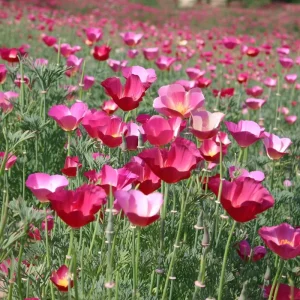 Carmine King California Poppy Seeds - Red Wildflower - 250 Count - Image 4