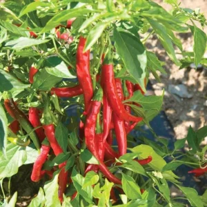 Cayenne Hot Pepper Live Plants - 2 Per Pot, 4 Inch Tall, Vegetable - Image 2