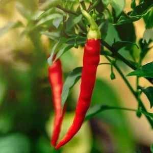 Cayenne Hot Pepper Live Plants - 2 Per Pot, 4 Inch Tall, Vegetable - Image 3
