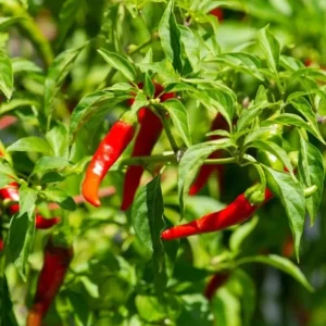 Cayenne Hot Pepper Live Plants - 2 Per Pot, 4 Inch Tall, Vegetable - Image 4
