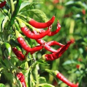Cayenne Hot Pepper Live Plants - 2 Per Pot, 4 Inch Tall, Vegetable - Image 5