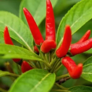 Cayenne Hot Pepper Live Plants - 2 Per Pot, 4 Inch Tall, Vegetable - Image 6