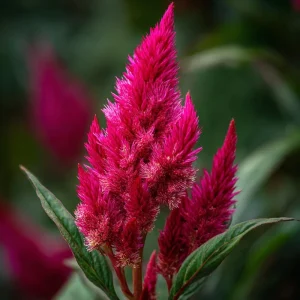 Celosia Plumosa Seeds - 25 Count - Feathery Ornamental Flowers - Vibrant Mixed Colors - Outdoor Garden & Container - Image 2