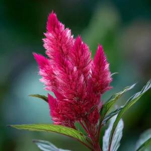 Celosia Plumosa Seeds - 25 Count - Feathery Ornamental Flowers - Vibrant Mixed Colors - Outdoor Garden & Container - Image 3