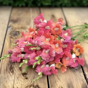 Chantilly Bronze Snapdragon Seeds - 30 Seeds, Elegant Bronze Flowers - Image 1