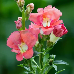 Chantilly Bronze Snapdragon Seeds - 30 Seeds, Elegant Bronze Flowers - Image 3