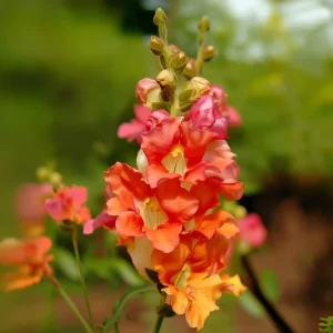 Chantilly Bronze Snapdragon Seeds - 30 Seeds, Elegant Bronze Flowers - Image 4