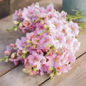 Chantilly Light Pink Snapdragon Seeds - 30 Seeds - Elegant Flowers for Gardens & Bouquets - Image 2