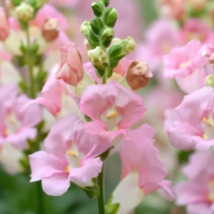 Chantilly Light Pink Snapdragon Seeds - 30 Seeds - Elegant Flowers for Gardens & Bouquets - Image 3