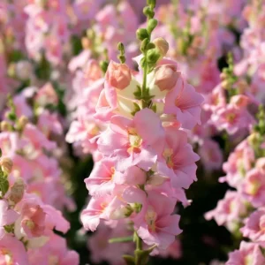 Chantilly Light Pink Snapdragon Seeds - 30 Seeds - Elegant Flowers for Gardens & Bouquets - Image 4