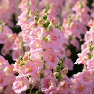 Chantilly Light Pink Snapdragon Seeds - 30 Seeds - Elegant Flowers for Gardens & Bouquets - Image 1