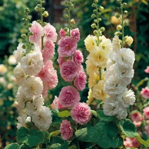Chaters Double Hollyhock Seeds - Tall Vibrant Mixed Blooms - 50 Seed Packet - Image 2