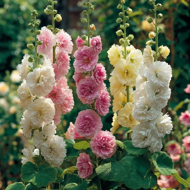 Chaters Double Hollyhock Seeds - Tall Vibrant Mixed Blooms - 50 Seed Packet - Image 2
