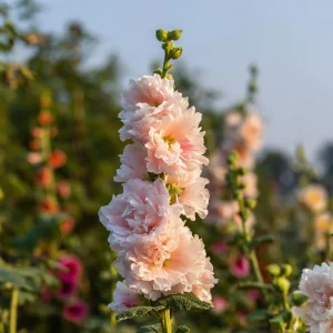 Chaters Double Hollyhock Seeds - Tall Vibrant Mixed Blooms - 50 Seed Packet - Image 4