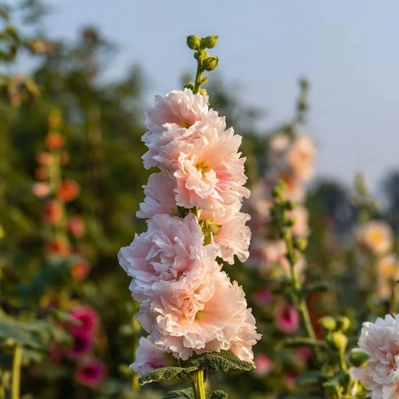 Chaters Double Hollyhock Seeds - Tall Vibrant Mixed Blooms - 50 Seed Packet - Image 4