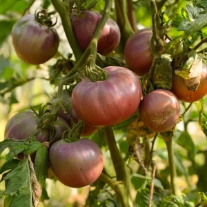 Cherokee Purple Tomato Seeds - Heirloom, Smoky-Sweet Flavor, 60 Seeds - Image 2