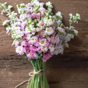 Cherry Blossom Stock Seeds - Fragrant Pink & White Flowers, 50 Seeds - Image 2