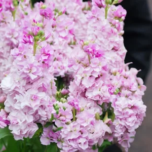 Cherry Blossom Stock Seeds - Fragrant Pink & White Flowers, 50 Seeds - Image 4