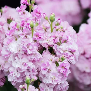 Cherry Blossom Stock Seeds - Fragrant Pink & White Flowers, 50 Seeds - Image 1