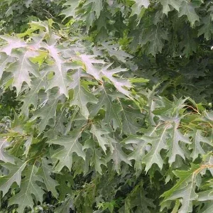 CHERRYBARK OAK 'Quercus pagoda' TREE LIVE PLANT 16+ INCHES - Image 2