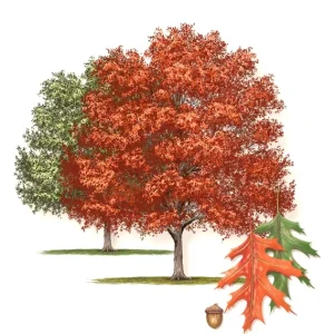 CHERRYBARK OAK 'Quercus pagoda' TREE LIVE PLANT 16+ INCHES - Image 3