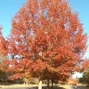 CHERRYBARK OAK 'Quercus pagoda' TREE LIVE PLANT 16+ INCHES - Image 1