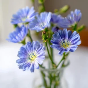 Chicory Seeds - 200 Count, Bright Blue Blooms, Edible Leaves, Pollinator Friendly - Image 2